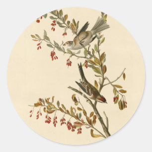 Adesivo American Tree Sparrow, Pássaros da América de Audu