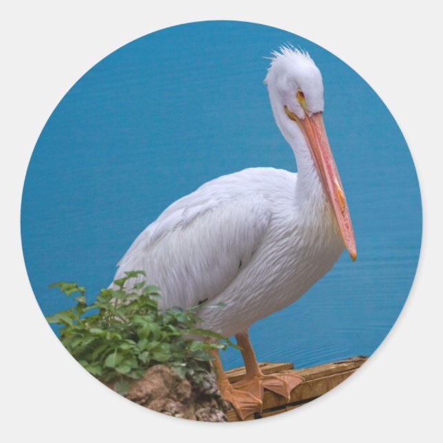 Adesivo American White Pelican Sticker (Frente)