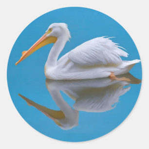 Adesivo American White Pelican Sticker