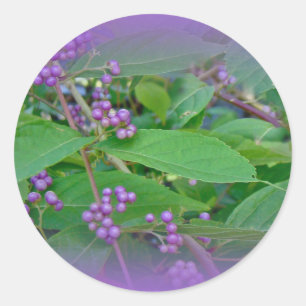 Adesivo Americano Beautyberry (americana de Callicarpa)