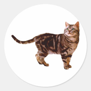 Adesivo Americano Shorthair