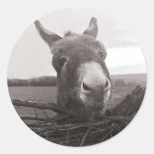 Adesivo Amigo Donkey - Foto Vintage