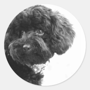 Adesivo Amigo Loving adorável