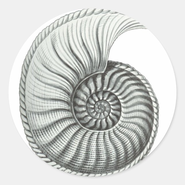 Adesivo Ammonite (Frente)