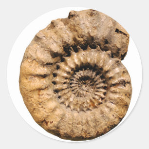 Adesivo Ammonite Fóssil