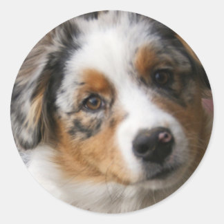 Adesivo Amo minha Aussie