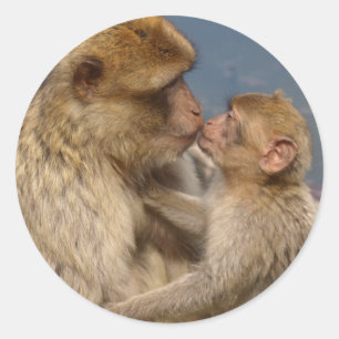 Adesivo Amor de Macaco