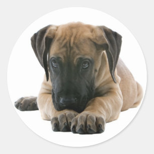 Adesivo Amor, Grande Dane, Puppy Dog Sticker / Seal
