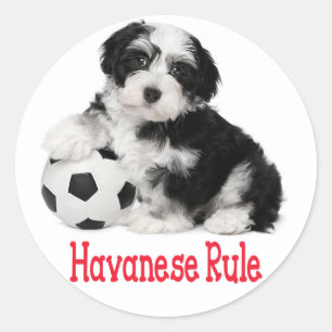 Adesivo Amor Havanês Puppy Dog Selo