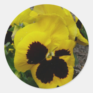 Adesivo Amor perfeito misturado amarelo