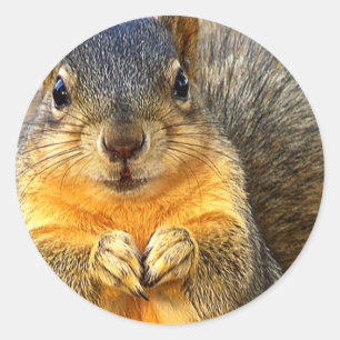 Adesivo Amor Squirrel_