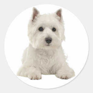 Adesivo Amor West Highland Terrier White Puppy Dog