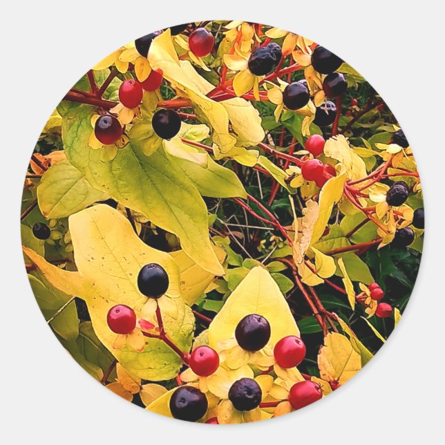 Adesivo Amoras pretas e vermelhas (Frente)