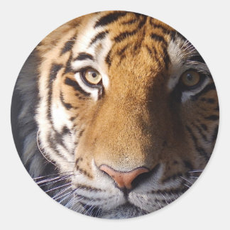Adesivo Amur Tiger