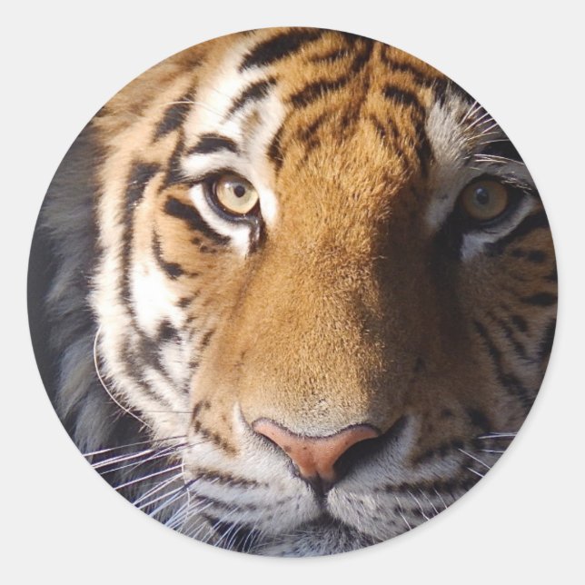 Adesivo Amur Tiger (Frente)