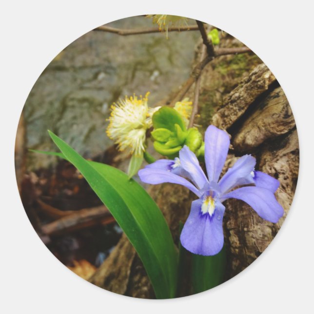 Adesivo Anã-Caverna-Iris, flor branca púrpura azul-púrpura (Frente)