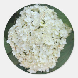 Adesivo Anabelle hydrangea (Hydrangea arborescens)