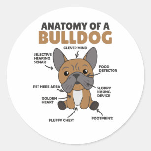 Adesivo Anatomia De Cachorro Engraçado Cachorro