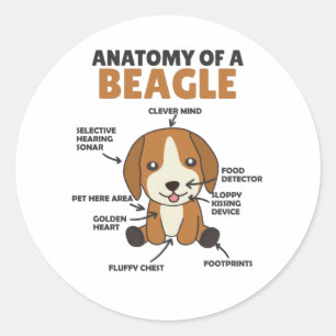 Adesivo Anatomia De Um Cachorro De Beagle Cute Cachorro