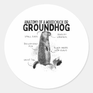 Adesivo Anatomia de um esquilo ou marmota animal engraçado