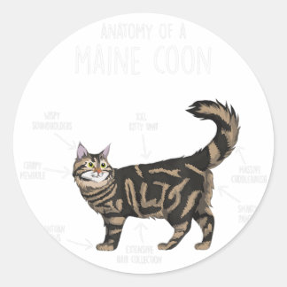 Adesivo Anatomia de um Gato de Maine Coon
