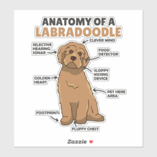 Adesivo Anatomia De Um Labradoodle Cute Canine Puppy