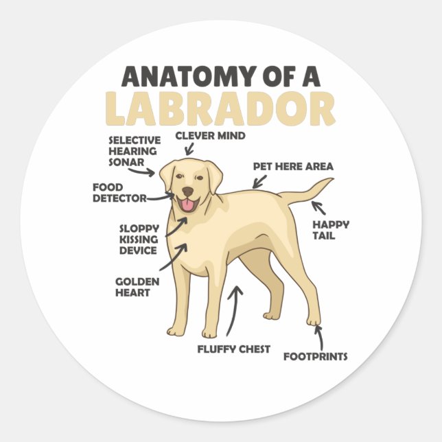 Adesivo Anatomia De Um Labrador Retriever Cães Doce (Frente)