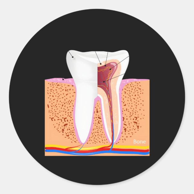 Adesivo Anatomia dentária Para Ging De Enamel Dente Normal (Frente)