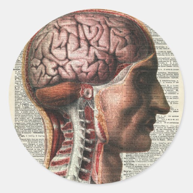 Adesivo Anatomia do cérebro humano (Frente)