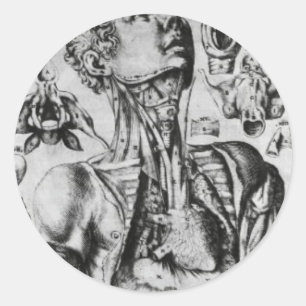 Adesivo anatomia do sistema respiratório