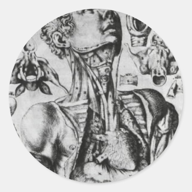 Adesivo anatomia do sistema respiratório (Frente)