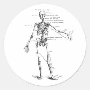 Adesivo Anatomia médica vegetativa diagrama do esqueleto m