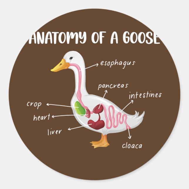Adesivo Anatomy Of A Goose Anatomical Doctor Veterinarian (Frente)