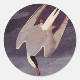 Adesivo Andorinha-do-ártico por John James Audubon, Aves A