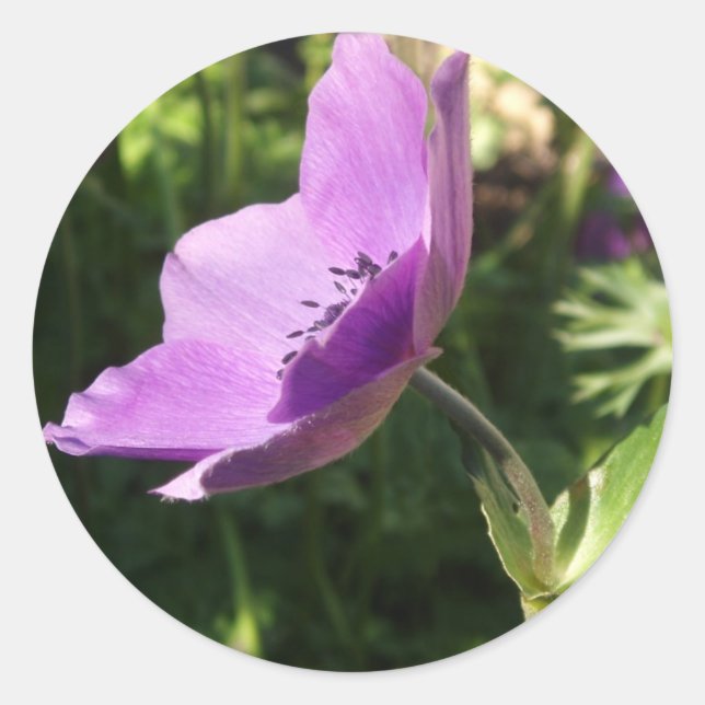 Adesivo Anemone Stickers (Frente)