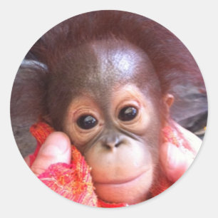 Adesivo Animais bonitos