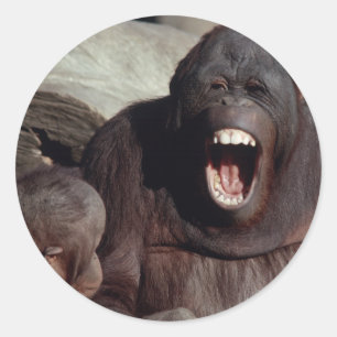 Adesivo Animais selvagens ajustados - primatas 1