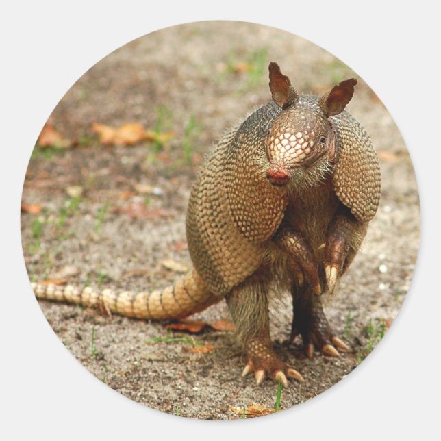 Adesivo Animais selvagens da Armadillo (Frente)
