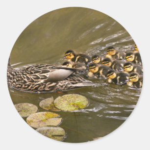 Adesivo Animal - Patos - Nadar como um pato