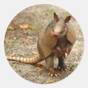Adesivo Animal selvagem do tatu
