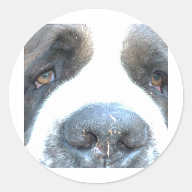 Adesivo Animales (Frente)