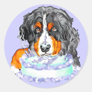 Adesivo Aniversário da cara do bolo do cão de Bernese Mt