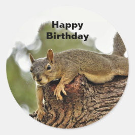 Adesivo Aniversário do Esquilo de Reclinação de Árvore