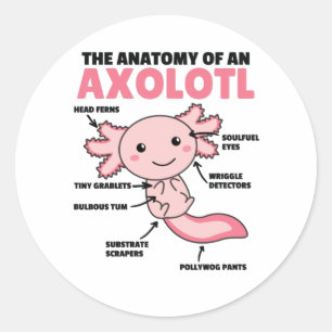 Adesivo Anotação Axolotl Anatomia De Um Axolotl