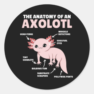 Adesivo Anotação Axolotl Anatomia De Um Axolotl