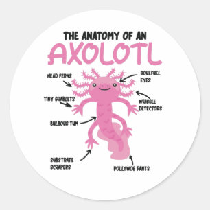Adesivo Anotação Axolotl Anatomia De Um Axolotl
