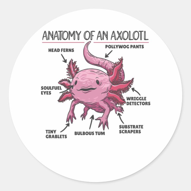Adesivo Anotação Axolotl Anatomia De Um Axolotl (Frente)
