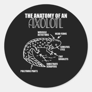 Adesivo Anotação Axolotl Anatomia De Um Axolotl