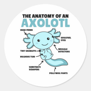 Adesivo Anotação Axolotl Anatomia De Um Axolotl