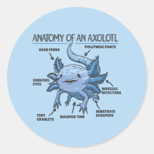 Adesivo Anotação Axolotl Anatomia De Um Clássico Axolotl